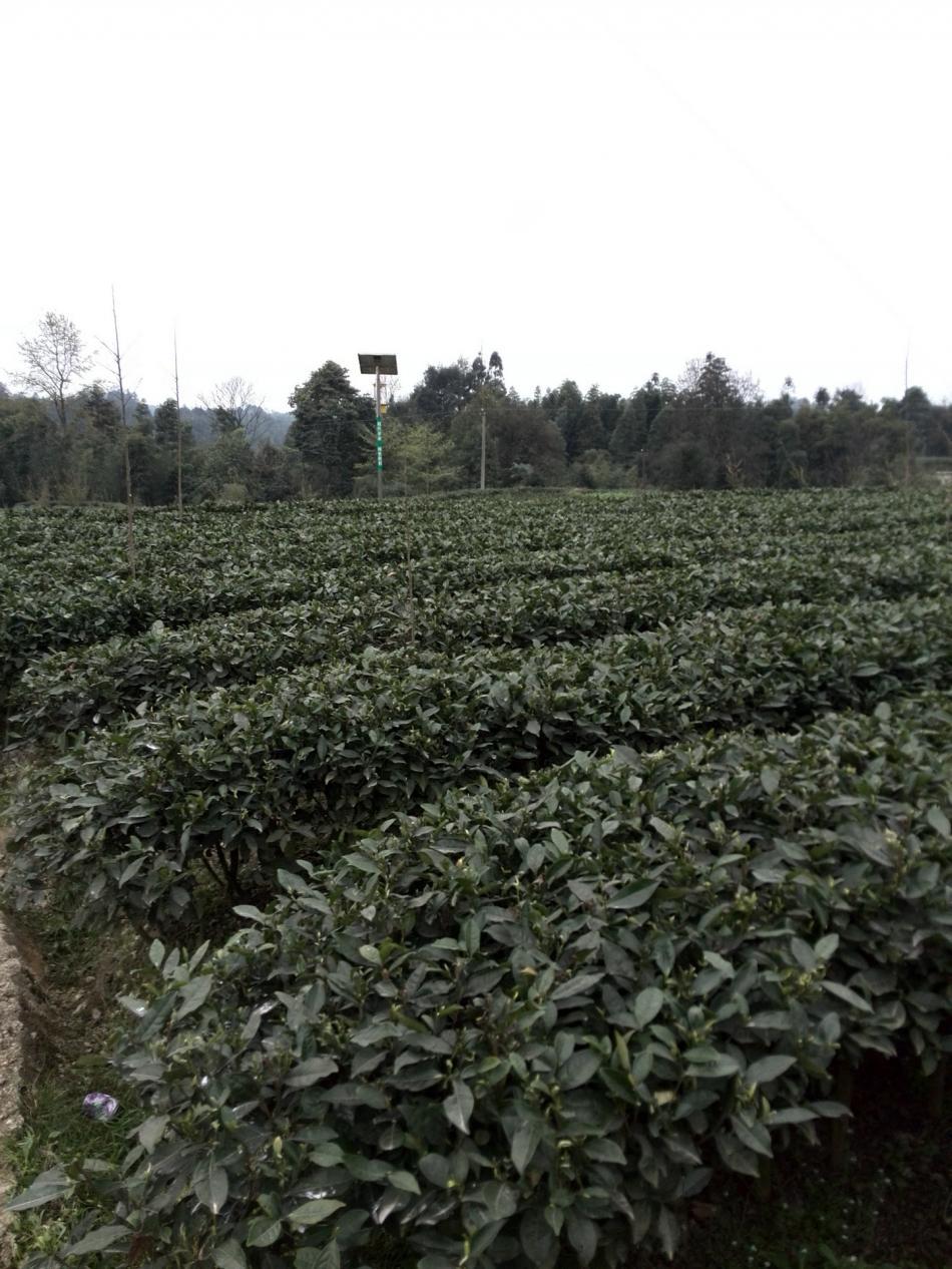 Mengding Ganlu Tea Mengding Mountain Origin Introduction-Tea.com