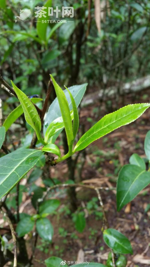 茶都云南 普洱茶之乡