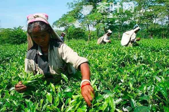 下午茶中的四大名茶作为世界四大名红茶