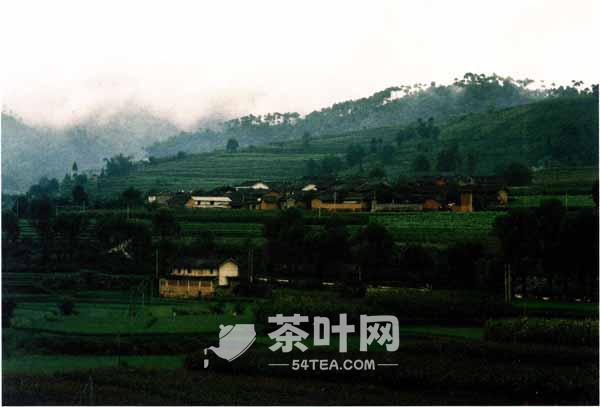 Yunnan Menghu Tea District and Cultivated Ancient Tree Tea Characteristics-Tea.com