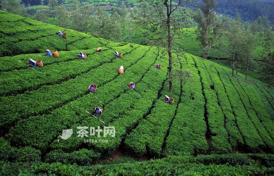 The fifth contribution of tea to mankind – Tea.com