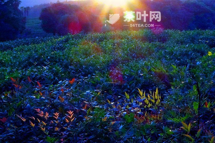 Longjing tea and the beautiful and mysterious legend of Hupeng Spring-Tea.com