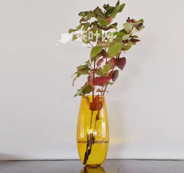 Ikebana pictures appreciation, simple and beautiful art of illustration – Tea.com